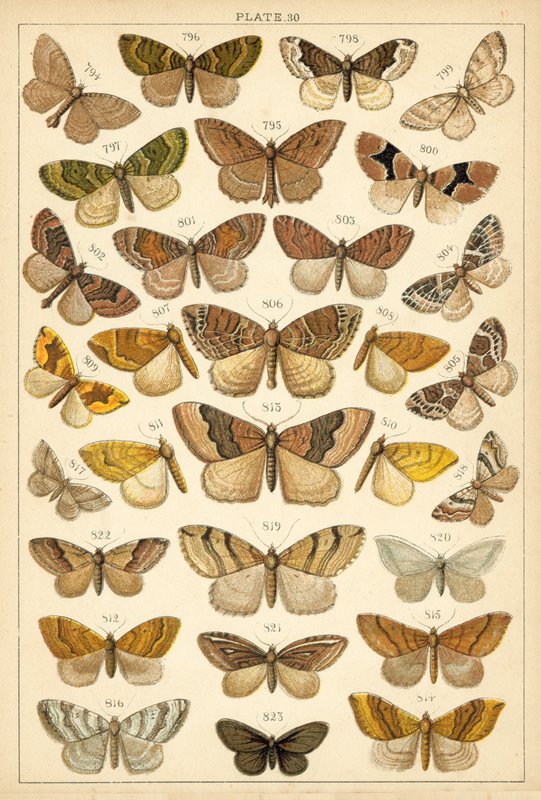 Placa de Mariposas y Polillas de Nuestro País de English School