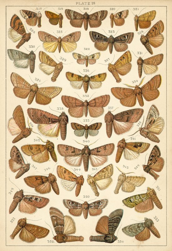 Placa de las mariposas y polillas de nuestro país de English School