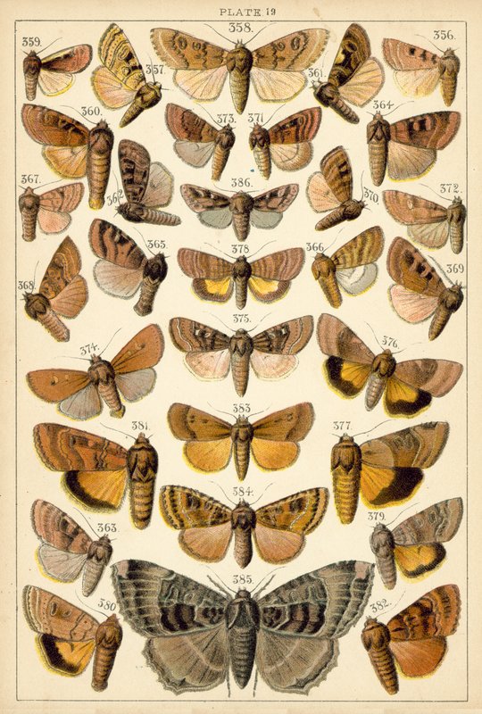 Placa de las mariposas y polillas de nuestro país de English School