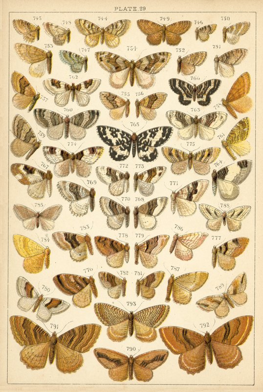 Placa de las mariposas y polillas de nuestro país de English School