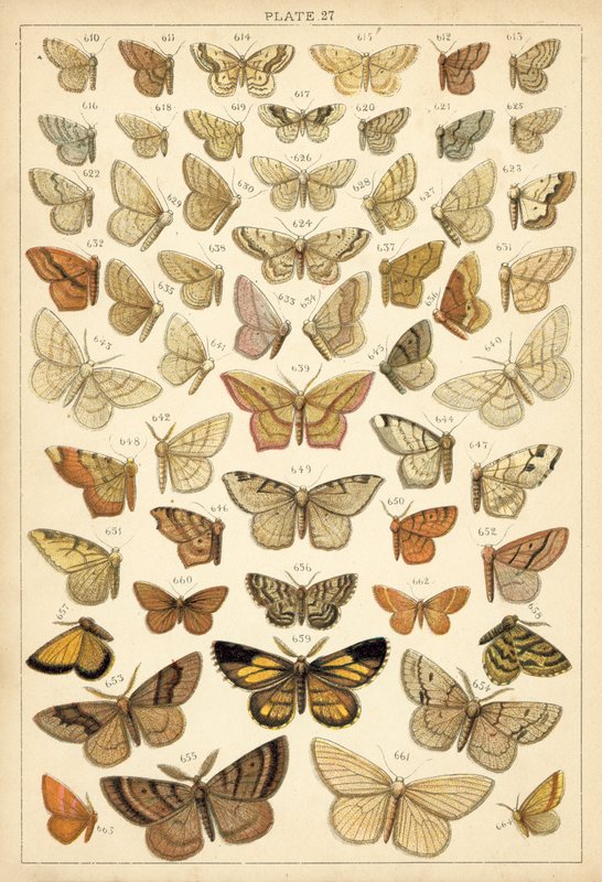 Placa de las mariposas y polillas de nuestro país de English School