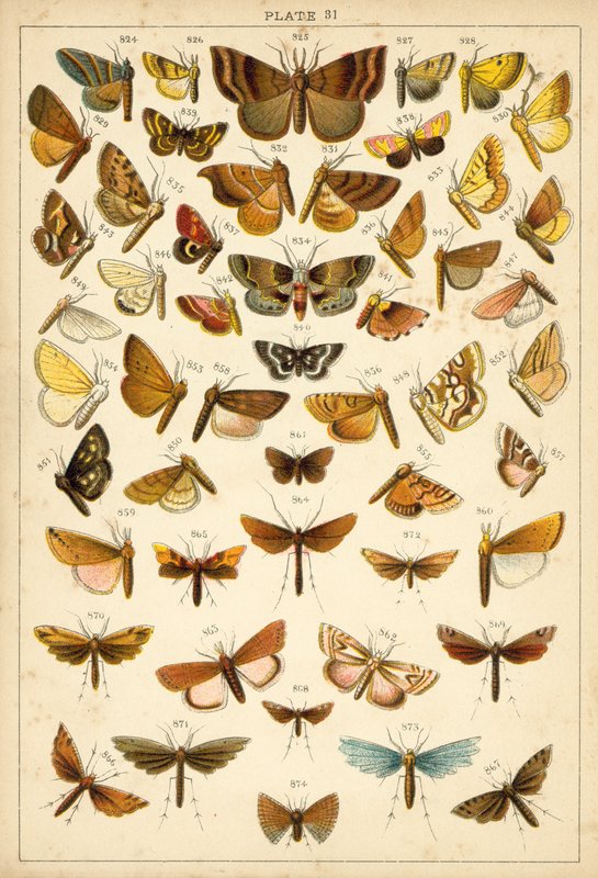 Placa de las mariposas y polillas de nuestro país de English School