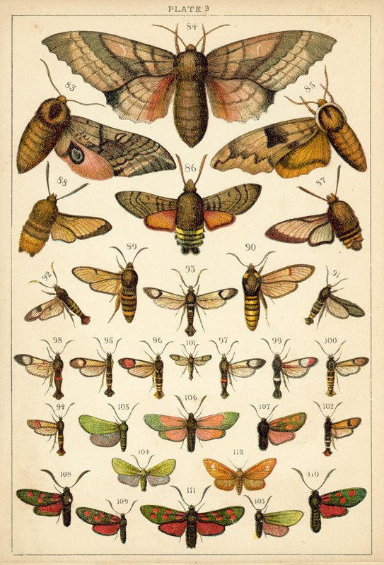 Placa de Mariposas y Polillas de Nuestro País de English School