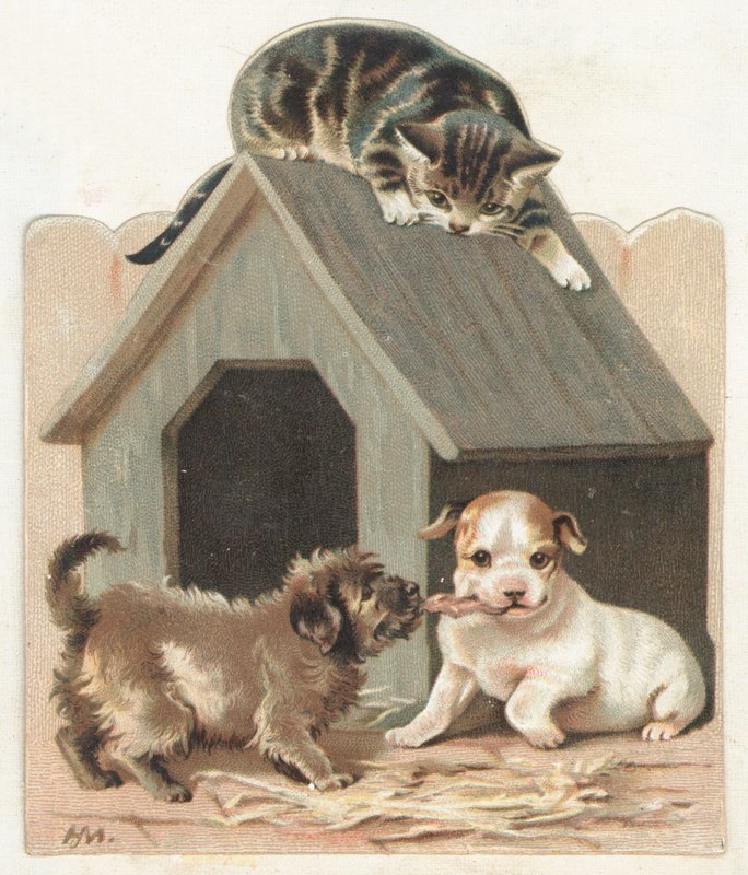 Cachorros y gatito juguetones de English School