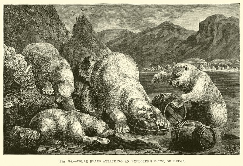 Osos polares atacando el depósito de un explorador de English School