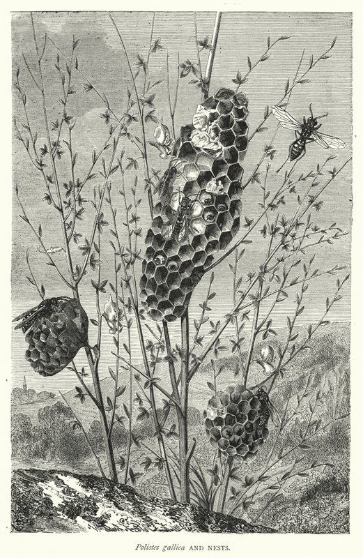 Polistes gallica y nidos (grabado) de English School