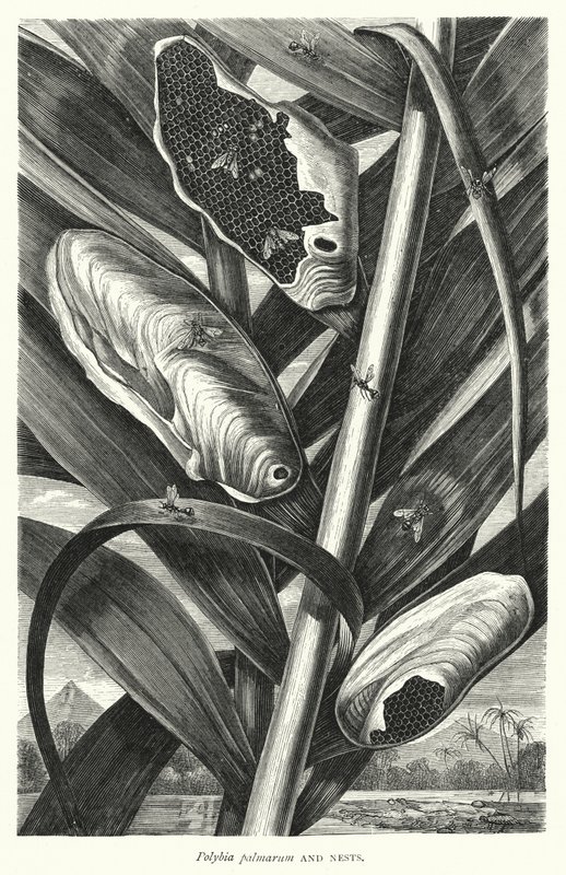 Polybia palmarum y nidos (grabado) de English School