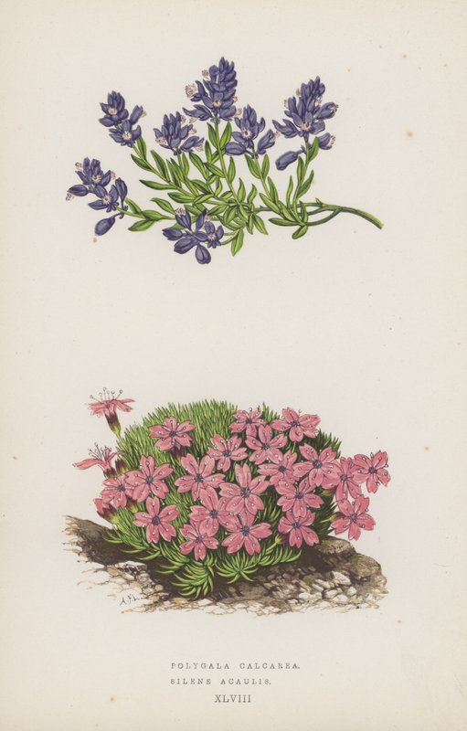 Polygala Calcarea; Silene Acaulis (litografía en color) de English School