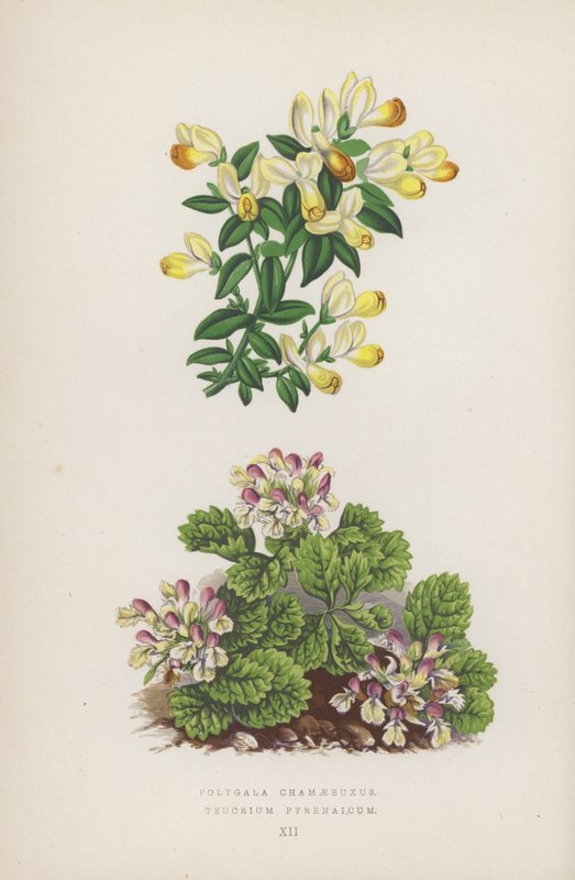 Polygala Chamaebuxus; Teucrium Pyrenaicum (litografía en color) de English School