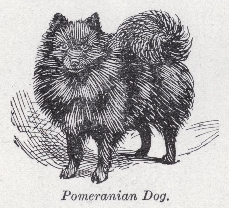 Perro pomerania de English School