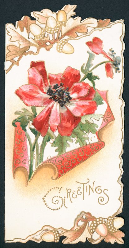 Amapola con bellotas, tarjeta de English School