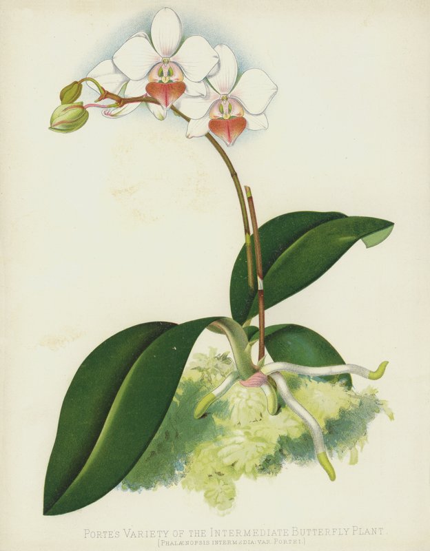 Variedad de Porte de la planta mariposa intermedia, Phalaenopsis Intermedia, var Portei de English School