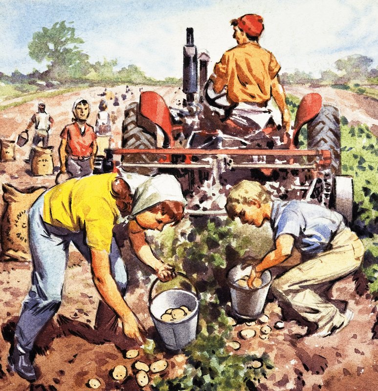 Recolección de patatas de English School
