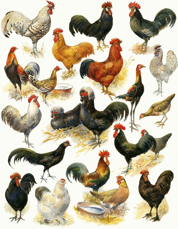 Aves de Corral de English School