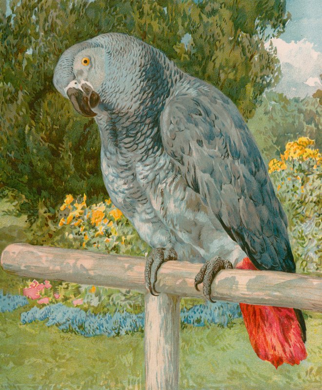 Pretty Polly de English School