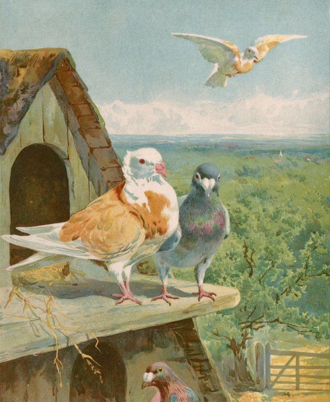 Bonitos palomas de English School