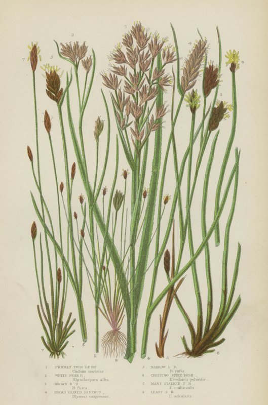 Artemisa, Artemisa de pico blanco, Artemisa de pico marrón, Artemisa de hoja ancha, Artemisa de hoja estrecha (litografía en color) de English School