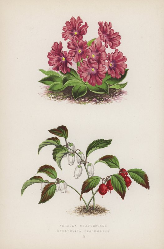 Primula Glaucescens; Gaultheria Procumbens (litografía a color) de English School