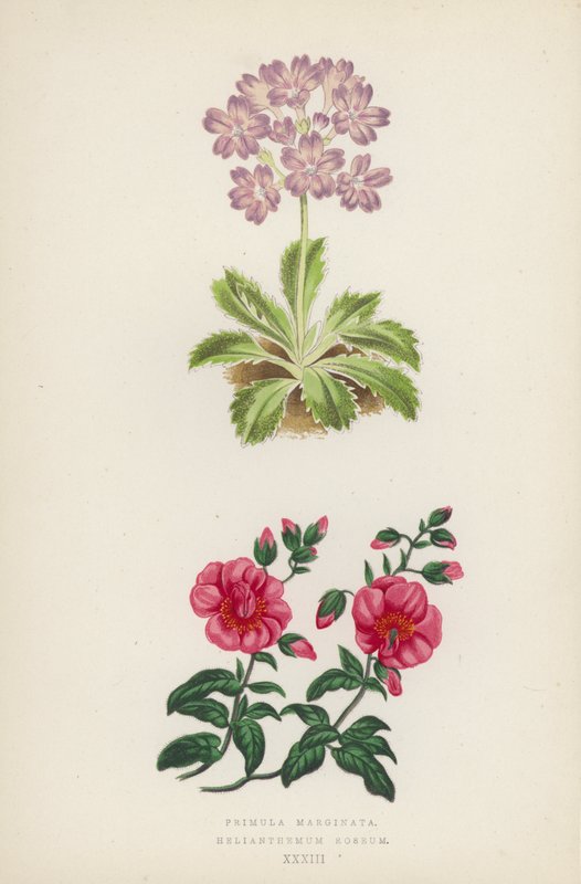 Primula Marginata; Helianthemum Roseum de English School