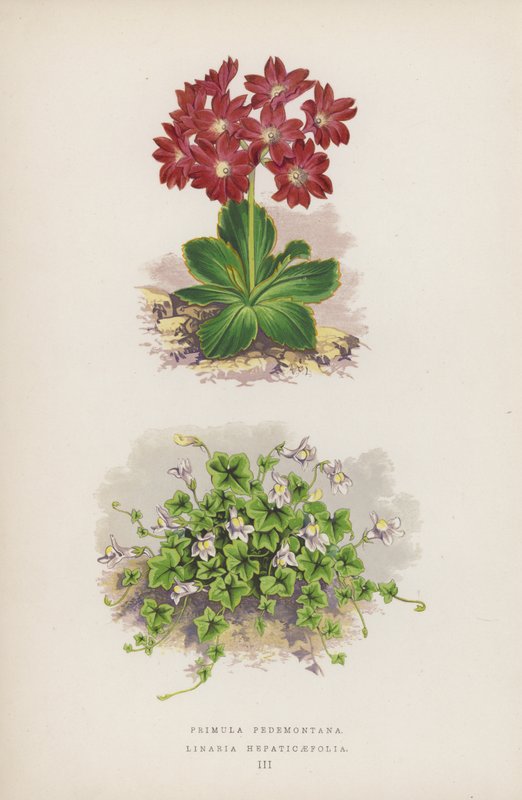 Primula Pedemontana; Linaria Hepaticaefolia (litografía en color) de English School