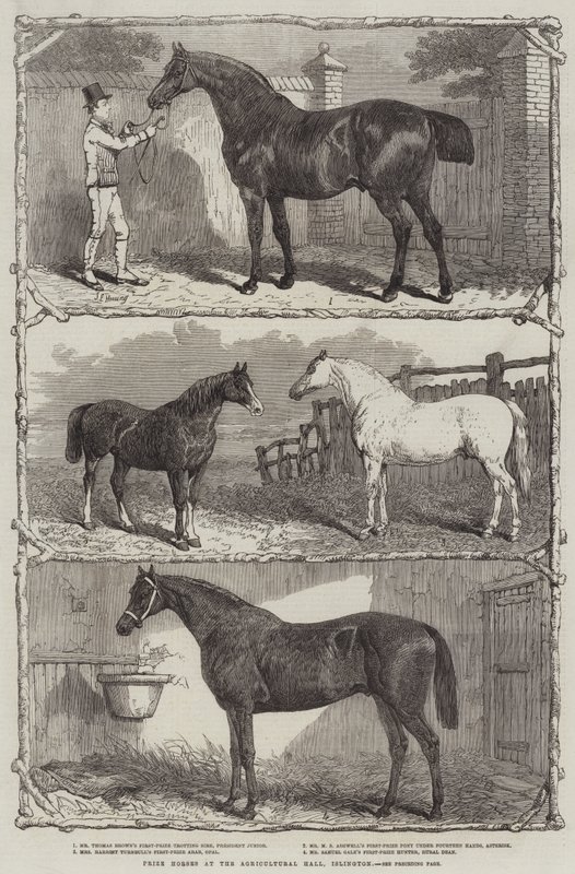 Caballos premiados en el Salón Agrícola, Islington de English School