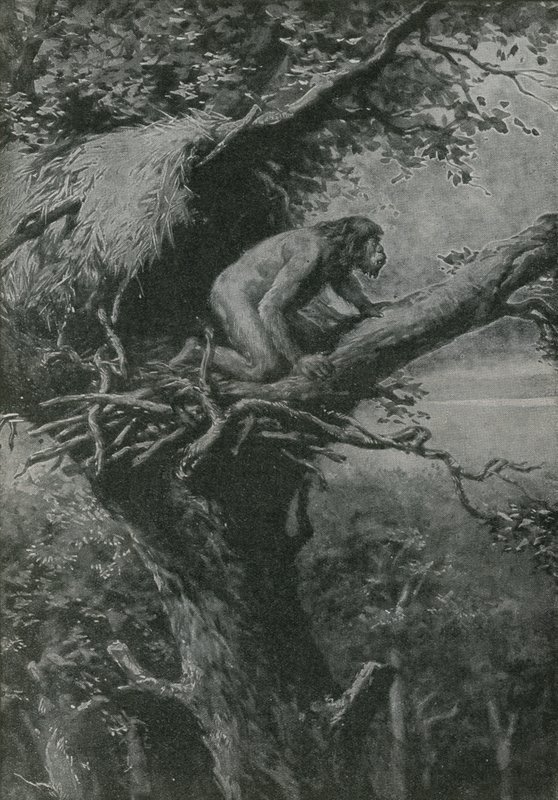 Probablemente arbóreo - ilustrado por R L S de English School