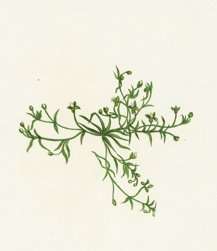Sagina procumbente, Sagina Procumbens de English School