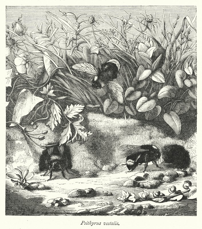 Psithyrus vestalis de English School