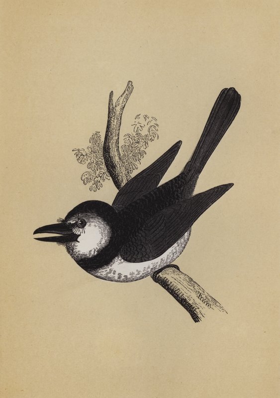 Pájaro soplador de English School