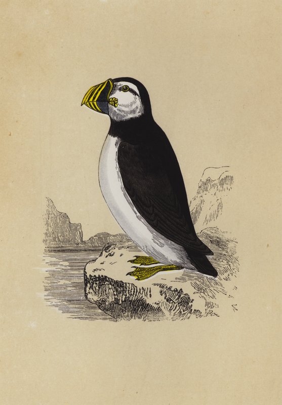 Puffin (litografía en color) de English School