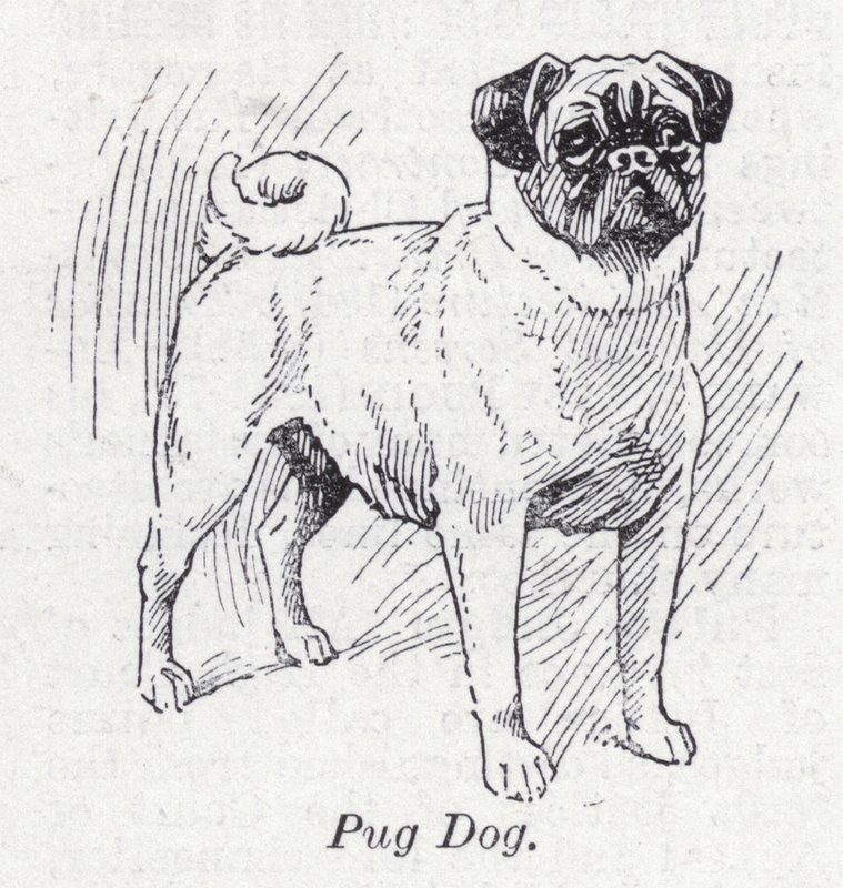 Perro pug de English School