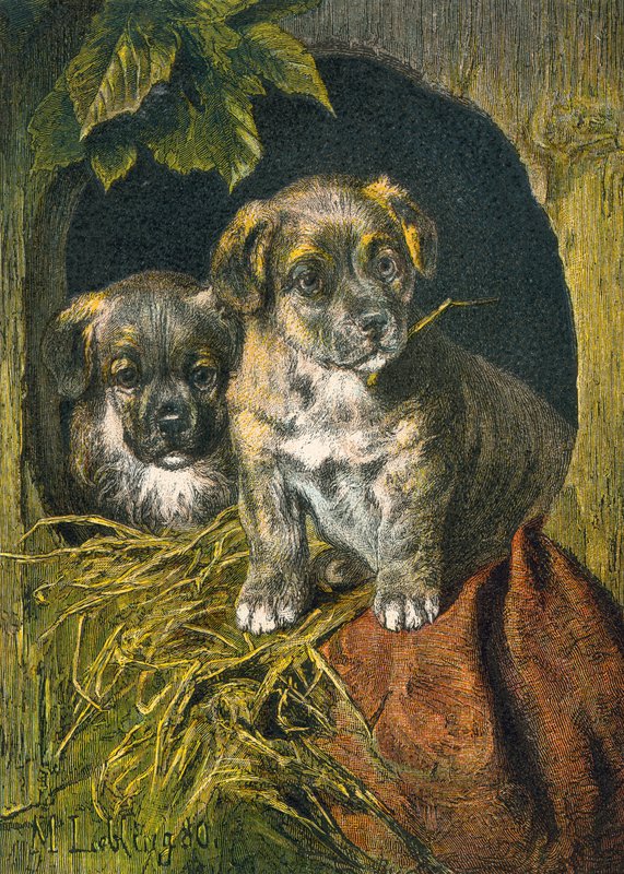Cachorros, primera aparición de English School