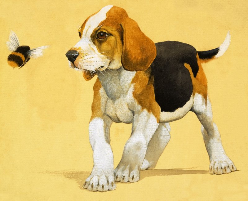 Cachorro de English School