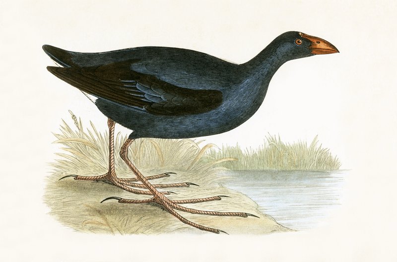 Gallineta morada, ilustración de 