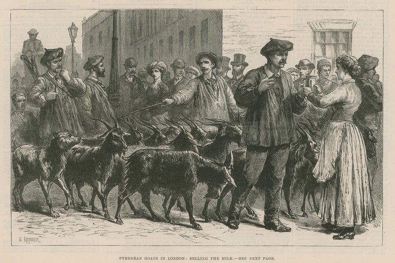 Cabras pirenaicas en Londres de English School