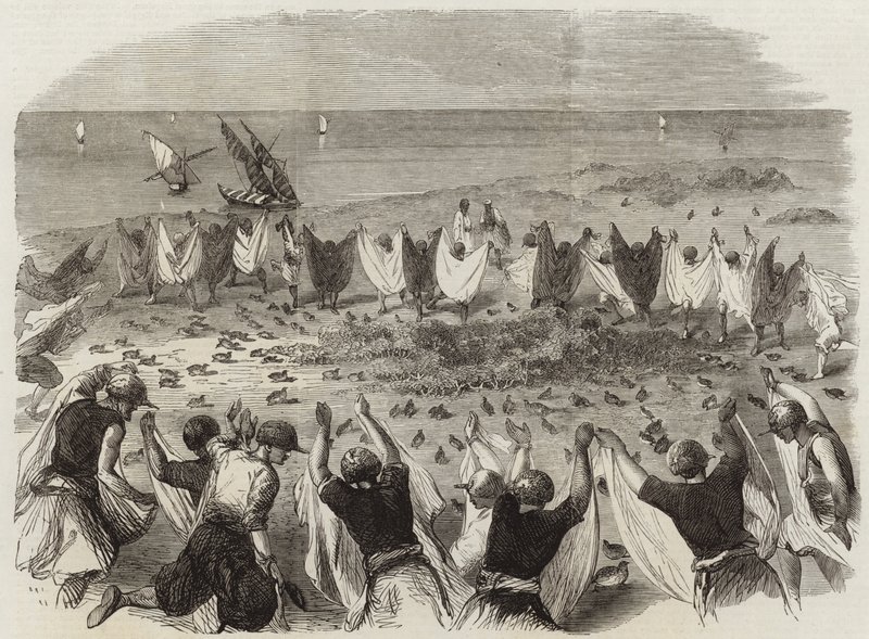 Captura de codornices en Siria de English School