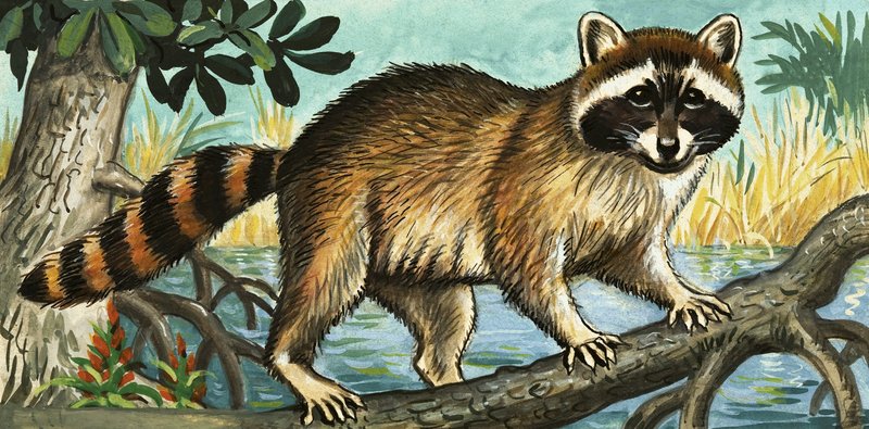 Mapache de English School