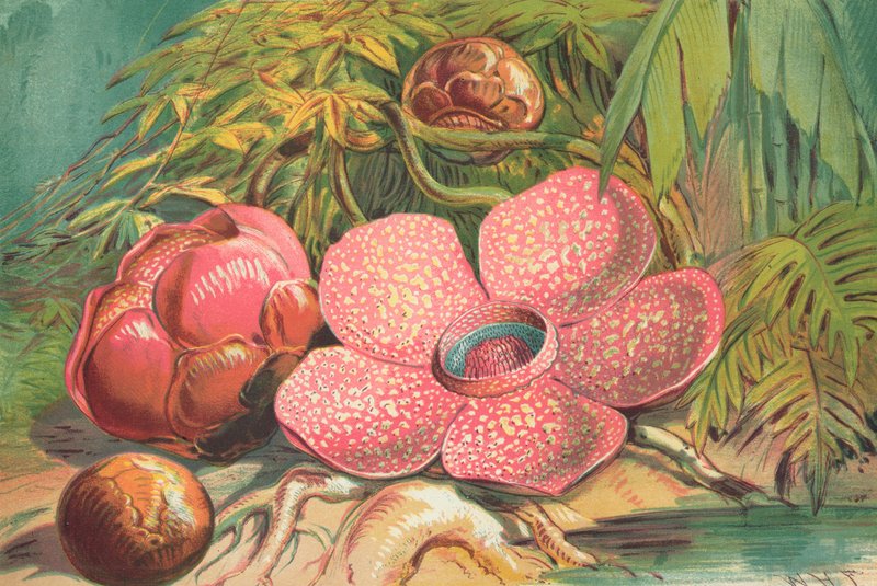 Rafflesia Arnoldii, flor gigante de las selvas tropicales de Sumatra de English School
