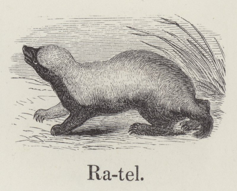 Ratel (grabado) de English School