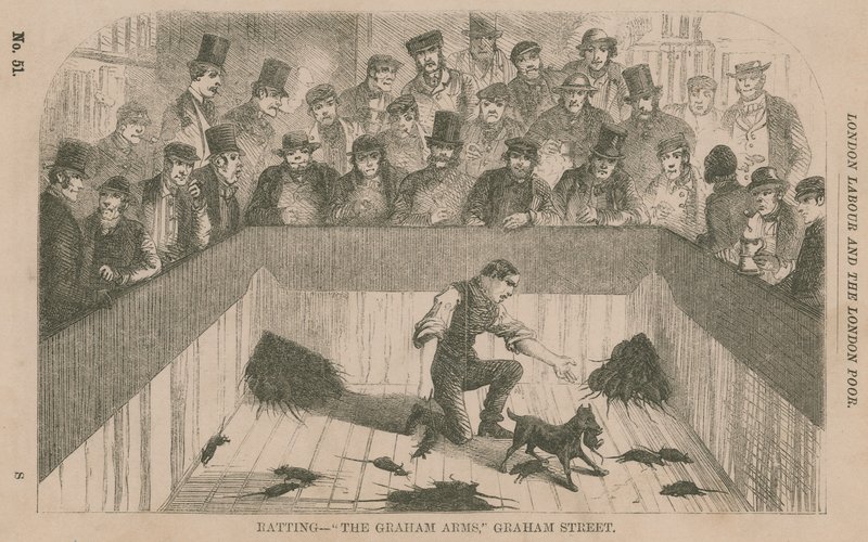 Caza de ratas en el Graham Arms, Graham Street, Londres de English School