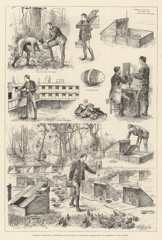 Cría de Faisanes, Bocetos en la Faisanería del Duque de Norfolk en Angmering Park, Sussex de English School