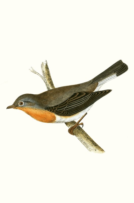 Papamoscas Pechirrojo, ilustración de 