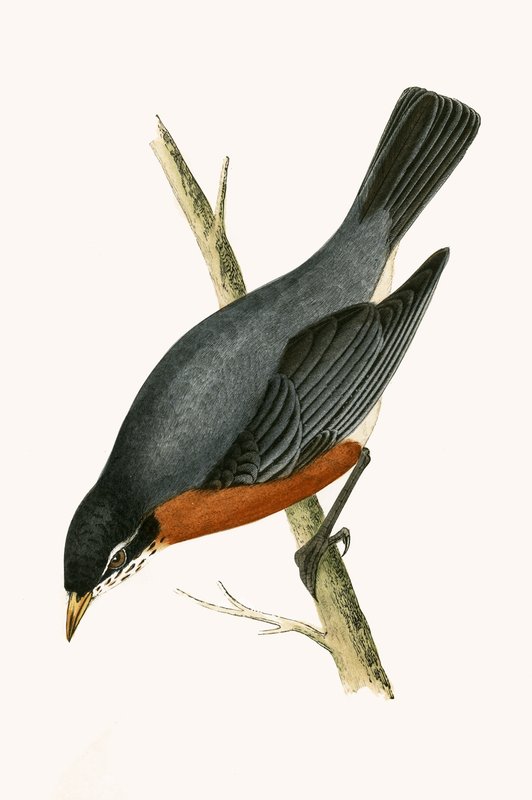 Zorzal pechirrojo, ilustración de 