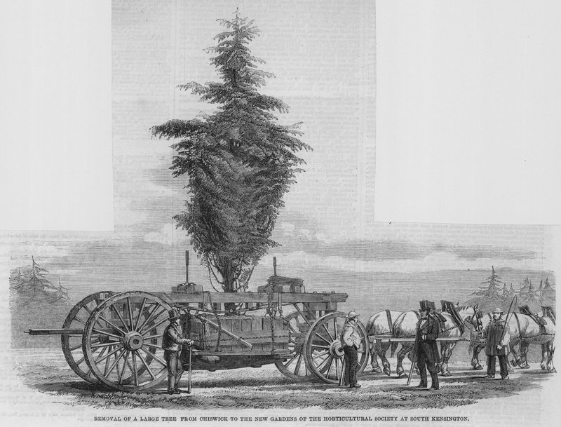 Traslado de un gran árbol de Chiswick a los nuevos jardines de la Sociedad Hortícola en South Kensington de English School