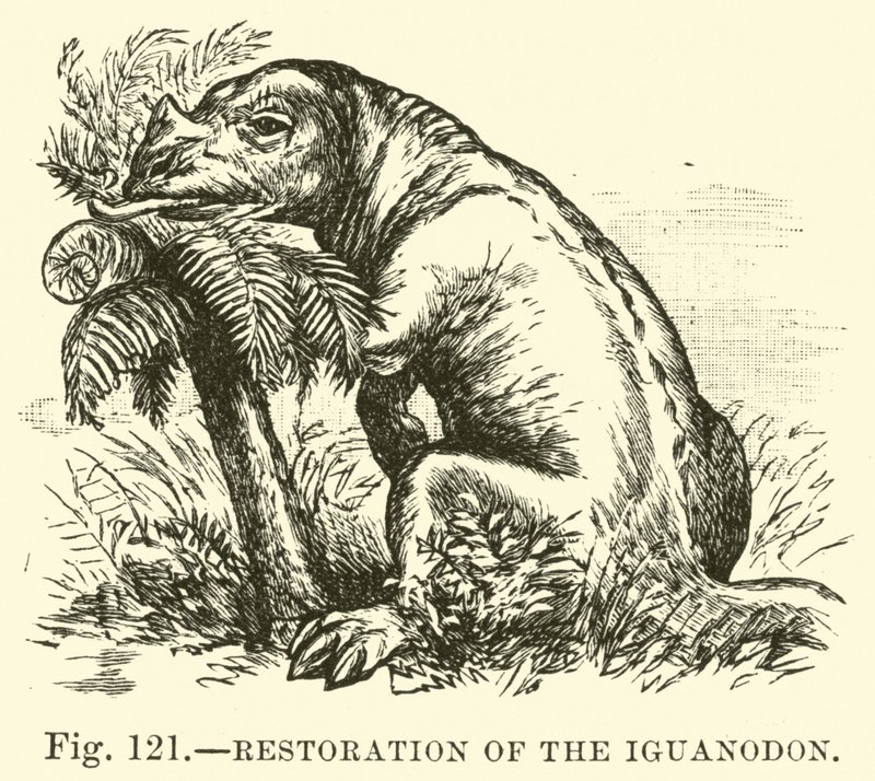 Restauración del Iguanodon de English School