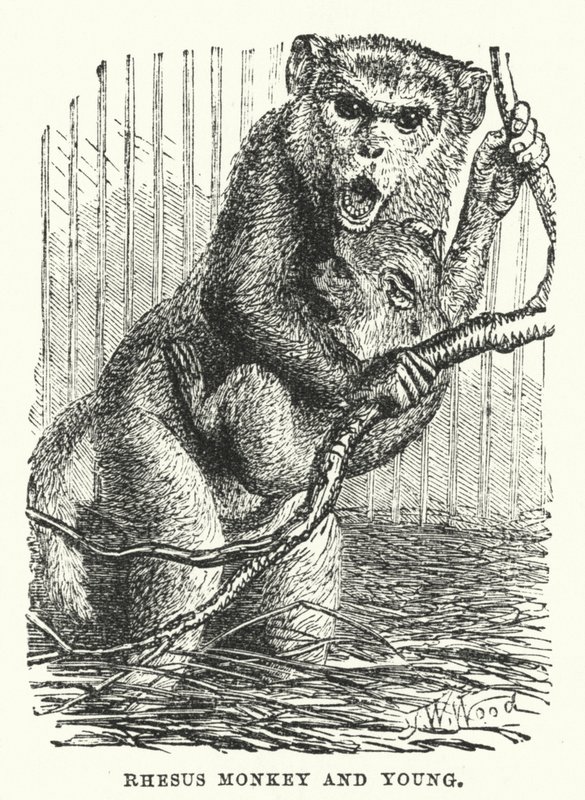 Mono Rhesus y cría (grabado) de English School