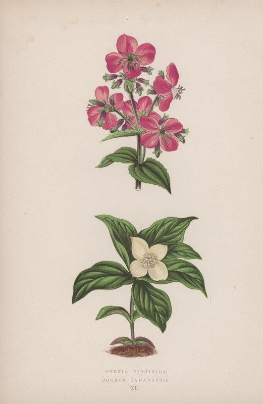 Rhexia Virginica; Cornus Canadensis (litografía en color) de English School