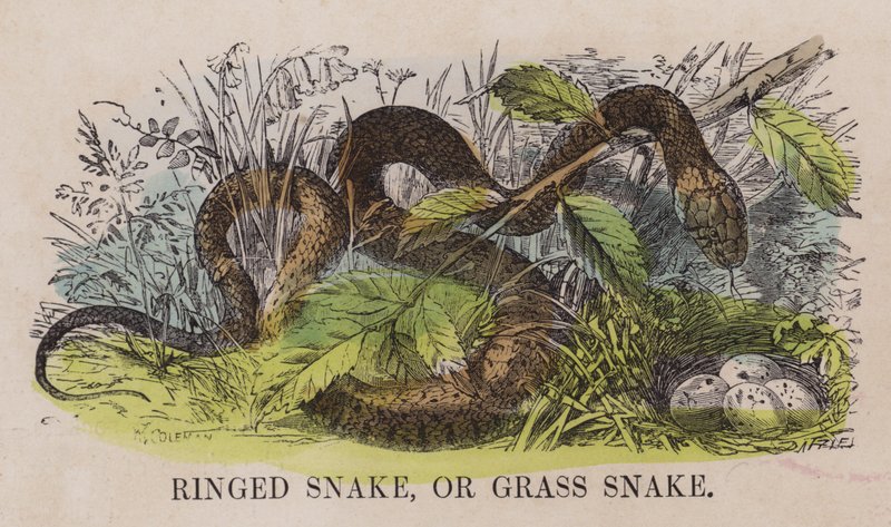 Serpiente de collar o culebra de agua de English School