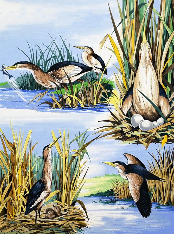 Montaje de aves de río de English School