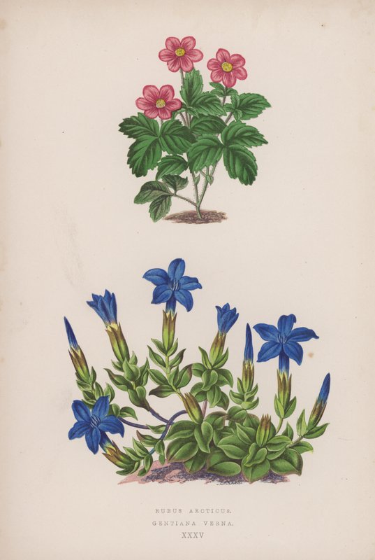 Rubus Arcticus; Gentiana Verna (litografía en color) de English School